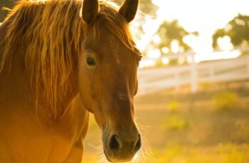 Saddle Up: The Benefits of Using a Horse for Riding